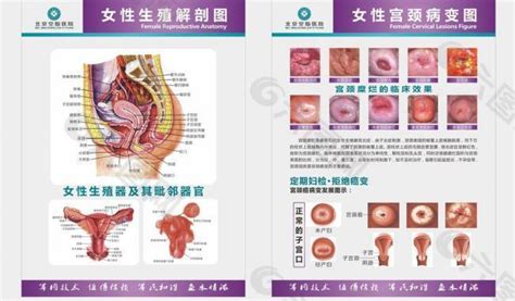 陰女|女性生殖器